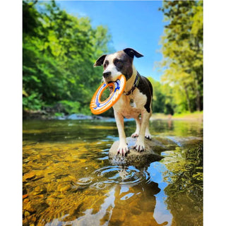 Baydog Wave Skipper Frisbee Dog Toy, Orange