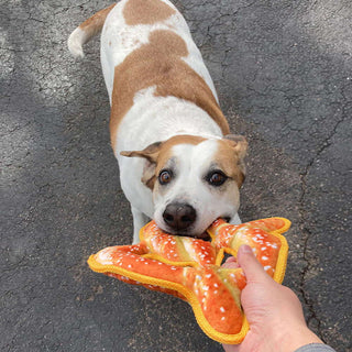 Doggijuana Tuffer Chewer Refillable Soft Pretzel Dog Toy