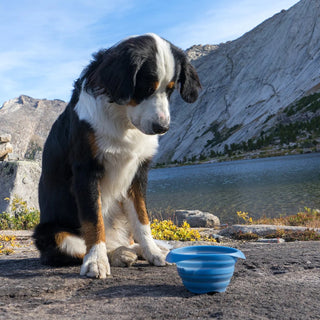 Kurgo Collaps-A-Bowl Collapsible & Portable Travel Dog Bowl for Food & Water, Blue