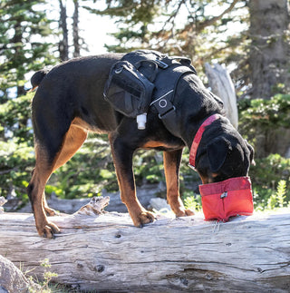 Kurgo Zippy Bowl Travel Dog Bowl for Food or Water, Red