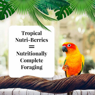 Lafeber's Tropical Fruit Nutri-Berries Conure Food, 10-oz Bag