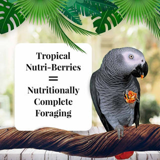 Lafeber's Tropical Fruit Nutri-Berries Parrot Food, 10-oz Bag