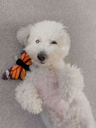 Tall Tails Butterfly with Squeaker Dog Toy